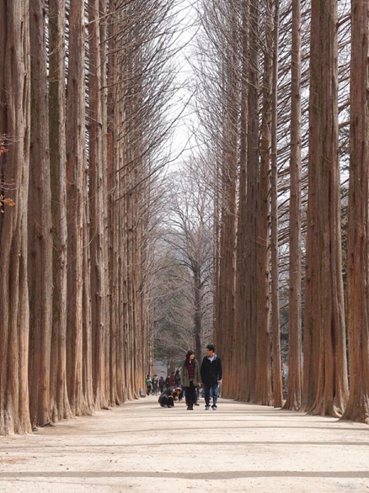 Nami Island, the tree-lined riverside island near Chuncheon and real Winter Sonata filming location