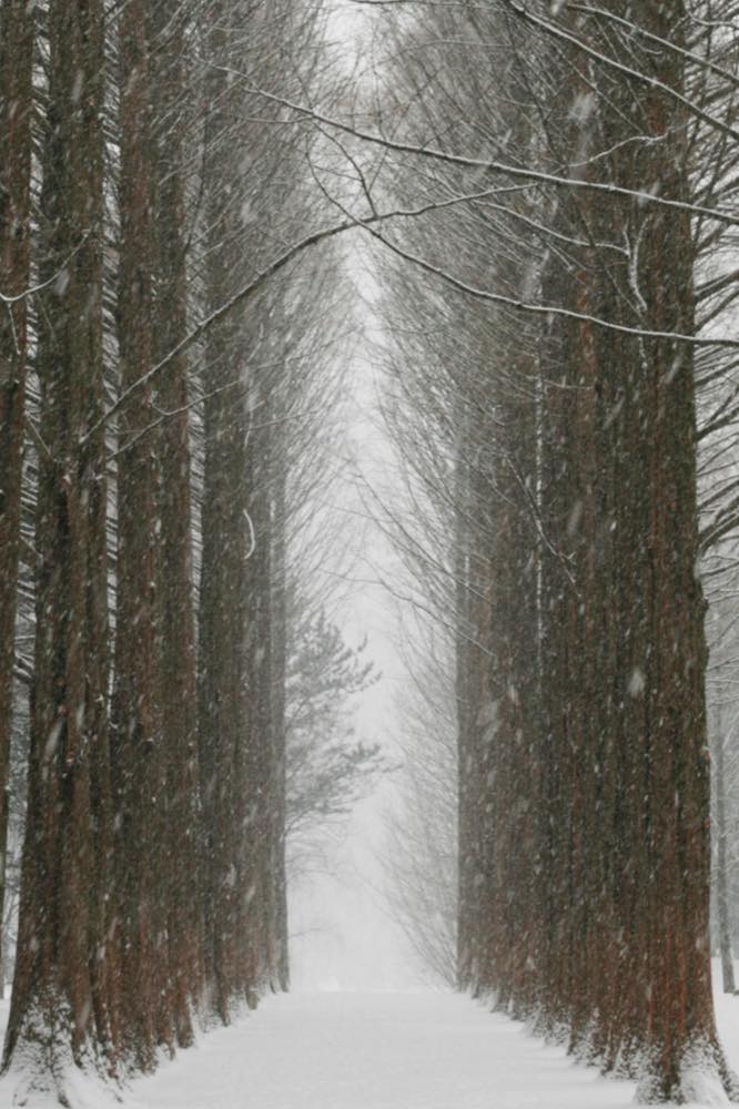 Nami Island in winter, the tree-lined riverside island near Chuncheon made famous by the K-drama Winter Sonata