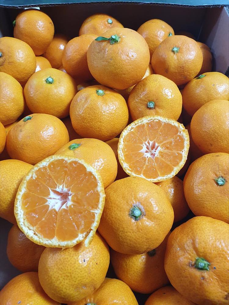 Fresh Jeju tangerines, the local citrus specialty featured on the menu at Cafe Gyulkkot Darak in Seogwipo
